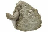 Fossil Mako Shark Tooth On Sandstone - Bakersfield, CA #223710-1